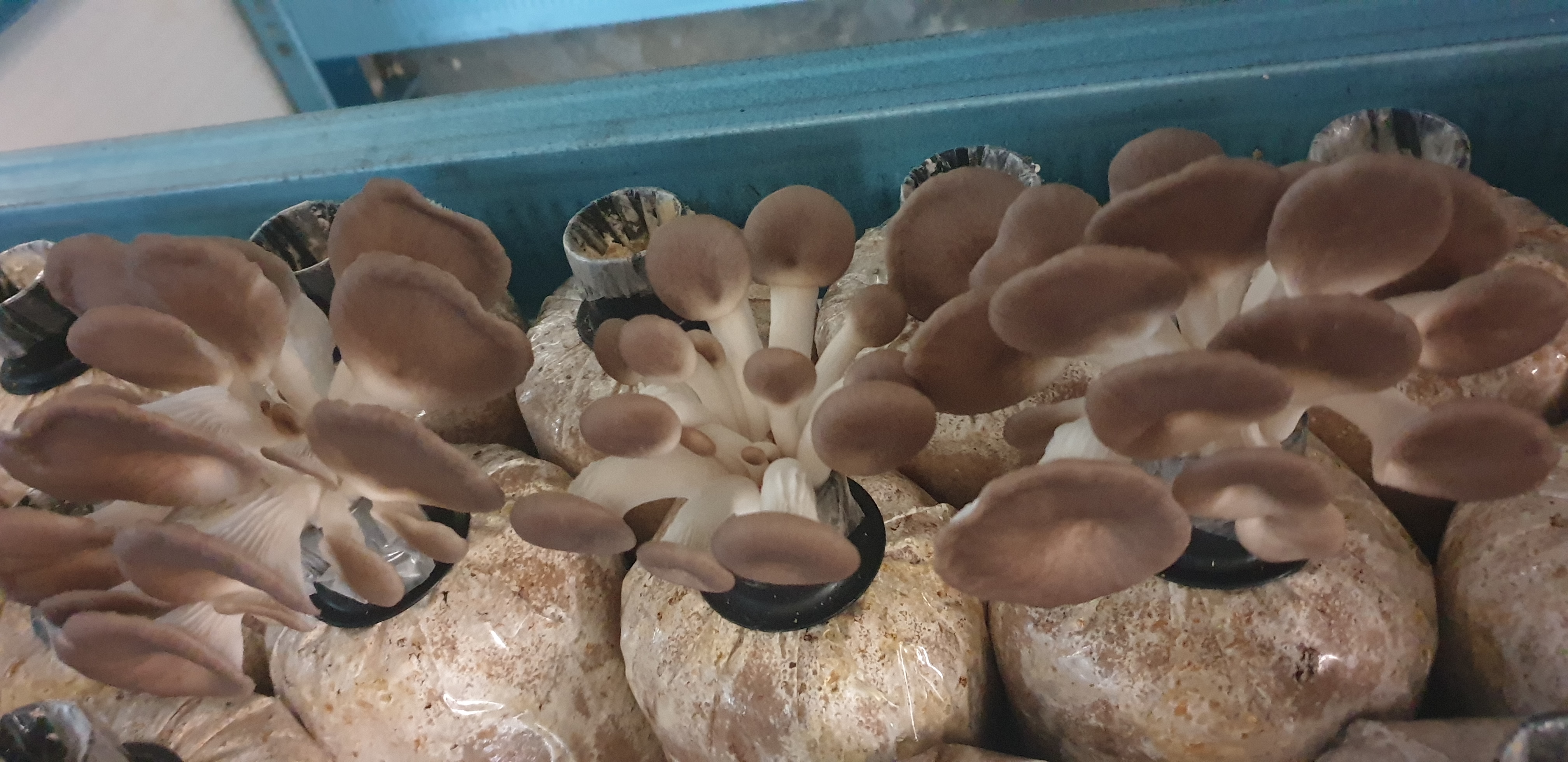 Pengurusan Cendawan Tiram Kelabu 