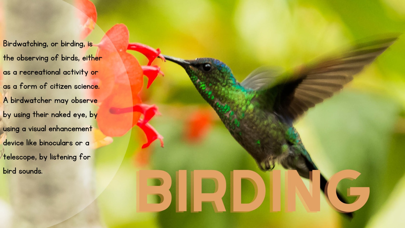 BIRD WATCHING - INTRODUCTION & CHARACTERISTIC FEATURES OF BIRDS