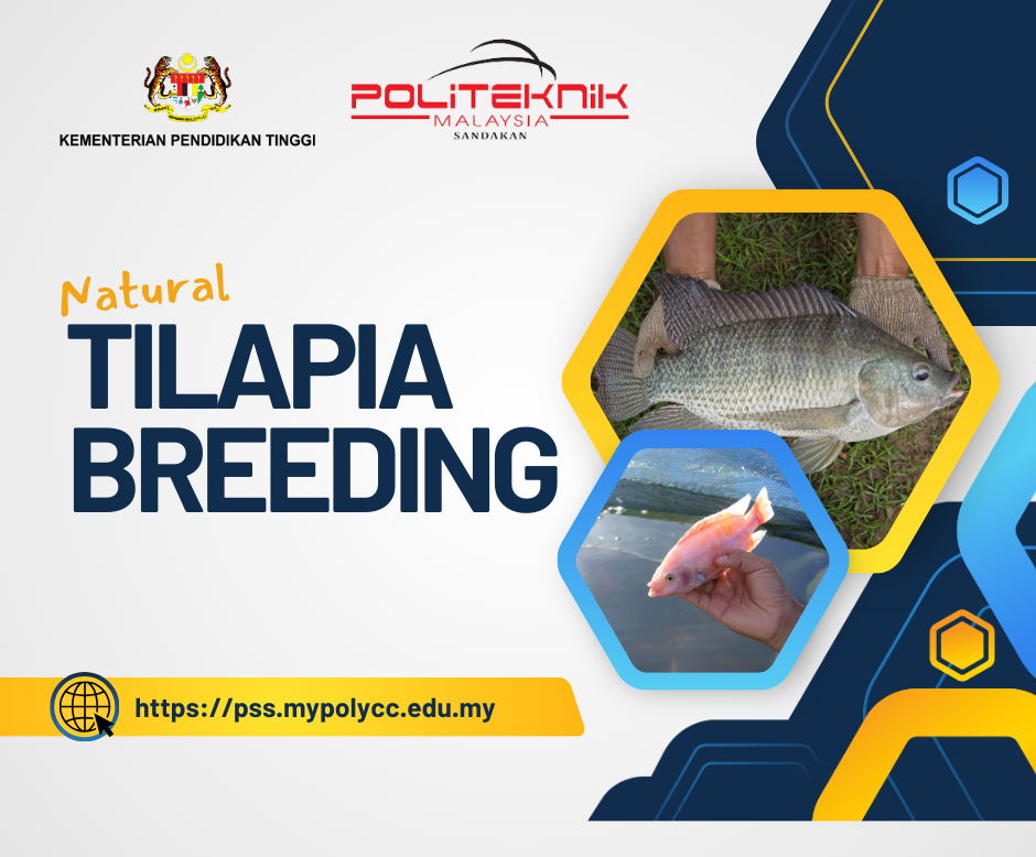 Natural Tilapia Breeding